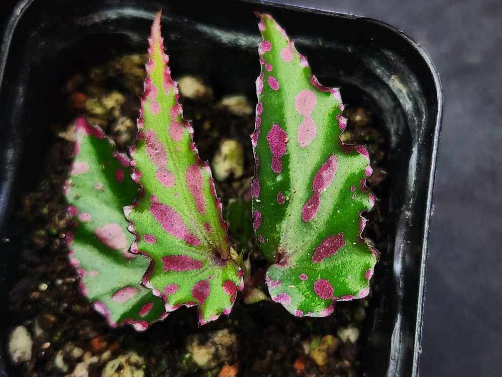 베고니아3종/갤럭시&탕호아&라바핑크--1