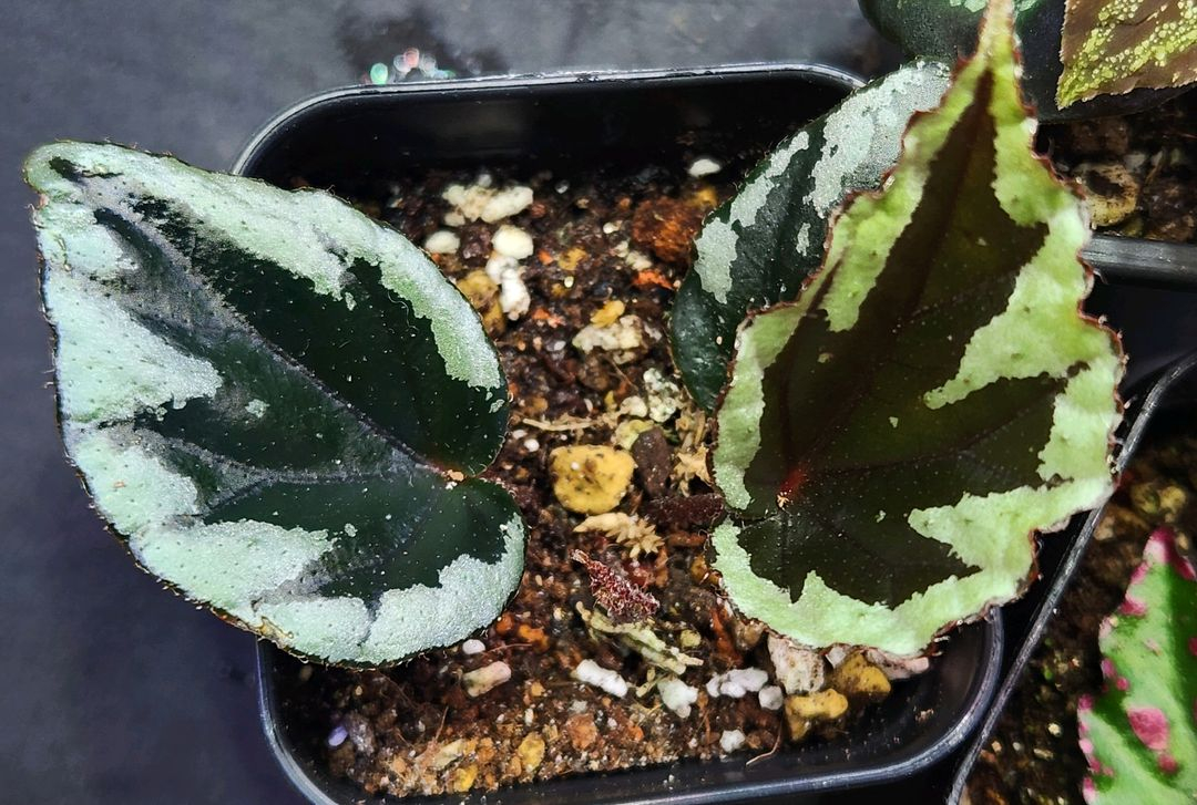 베고니아3종/갤럭시&탕호아&라바핑크--3