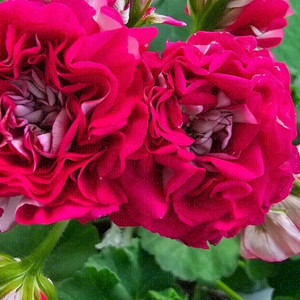 제라늄 심 심파티