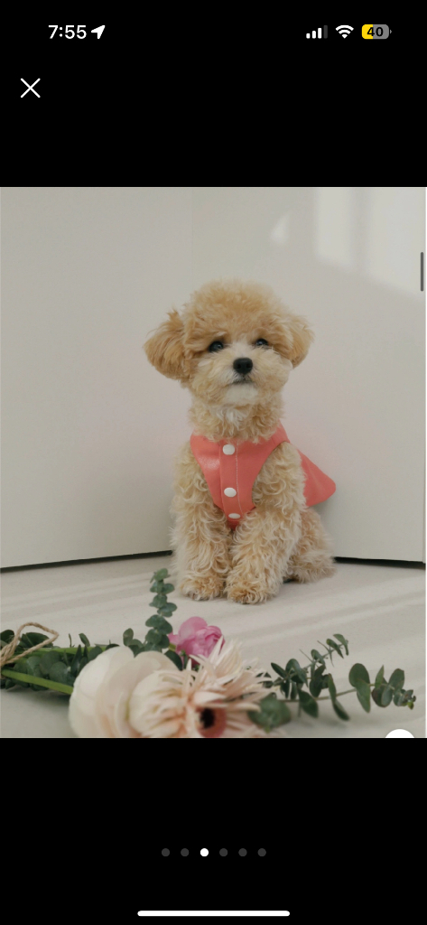 강아지 레더자켓 이미지