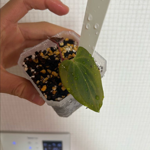 안스리움 rl x fs (랄프)