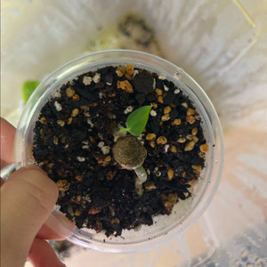 안스리움 rl x fs (랄포)