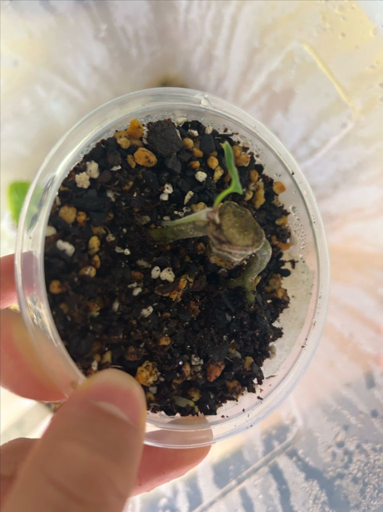 안스리움 rl x fs (랄포)--1