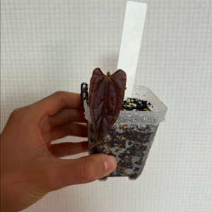 안스리움 fs 셀프 (포트셔먼)클론