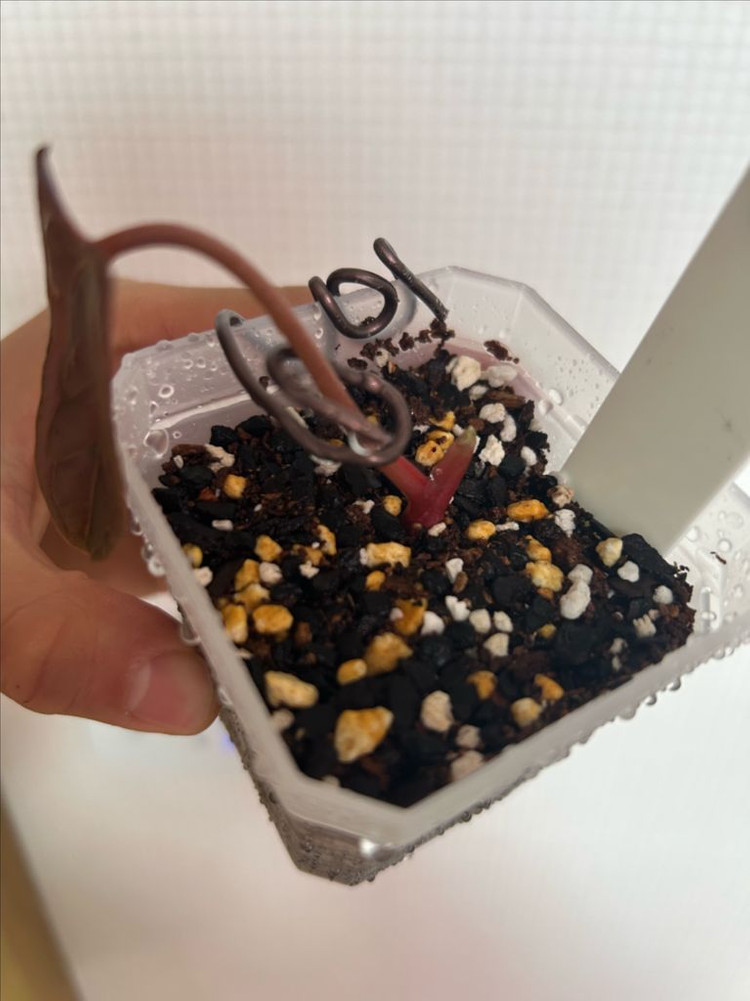 안스리움 fs 셀프 (포트셔먼)클론--1