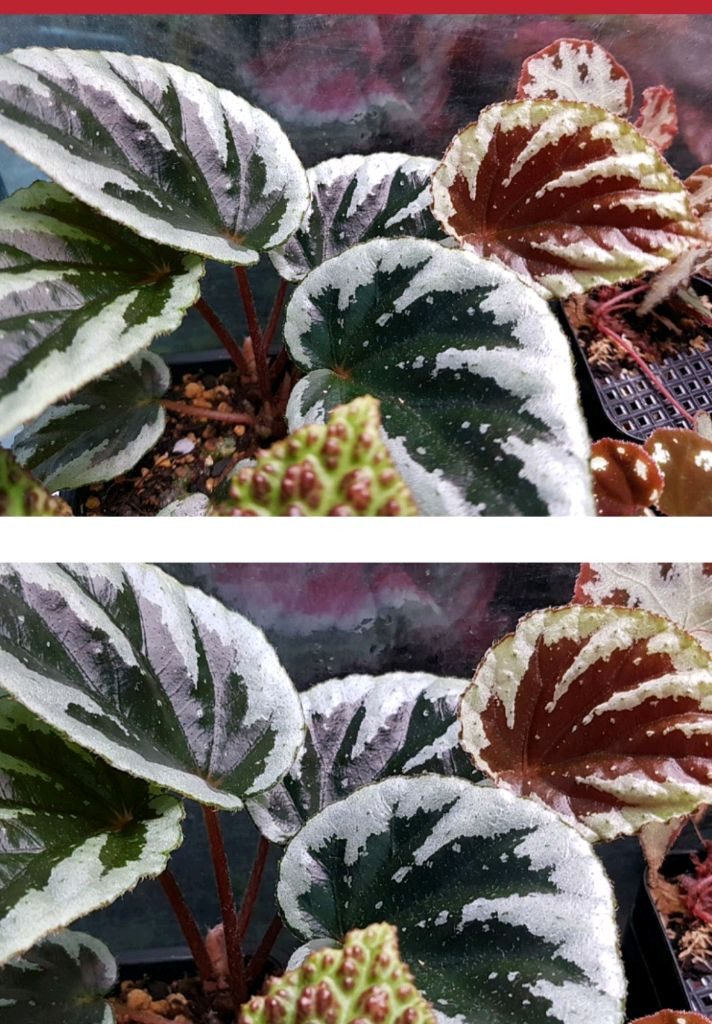 베고니아3종/갤럭시&탕호아&라바핑크--4