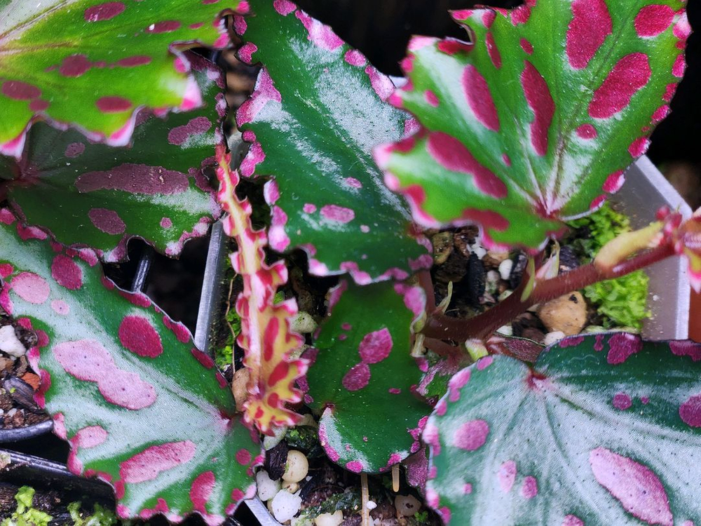 베고니아3종/갤럭시&탕호아&라바핑크--5