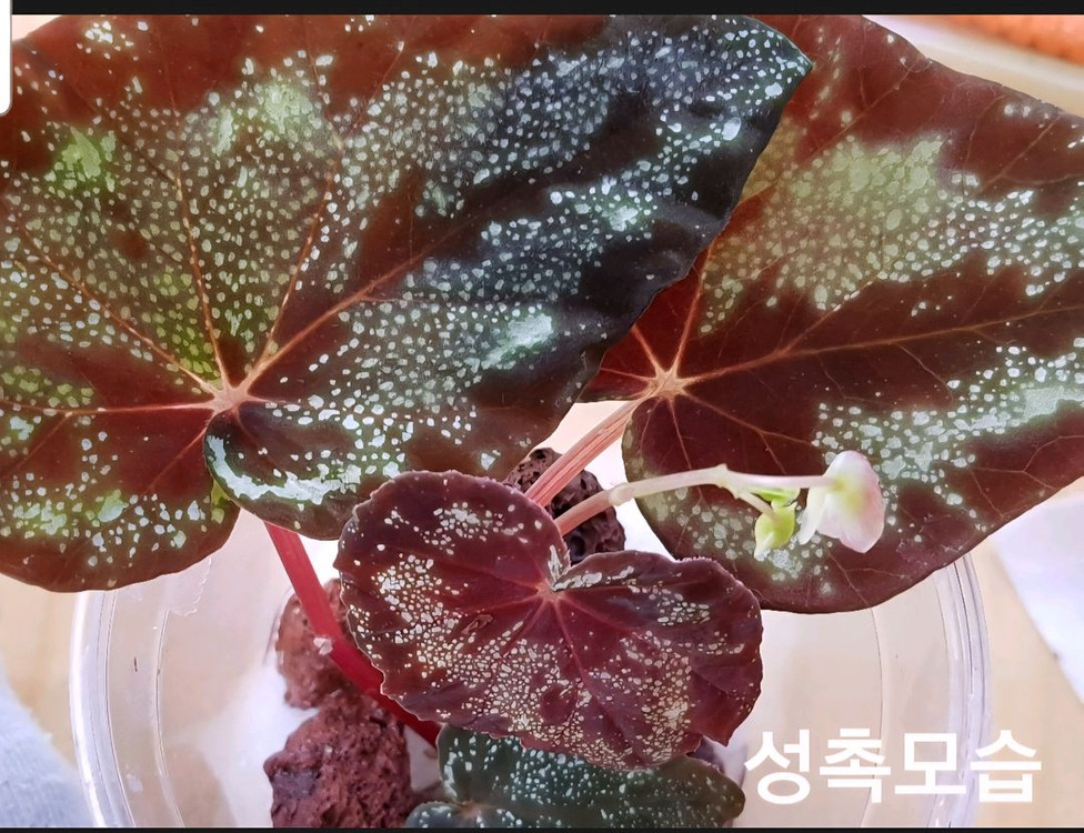 베고니아3종/갤럭시&탕호아&라바핑크--6
