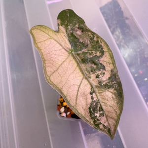 알로카시아 푸세이도 산데리아나 핑크 자구묘(8cm)