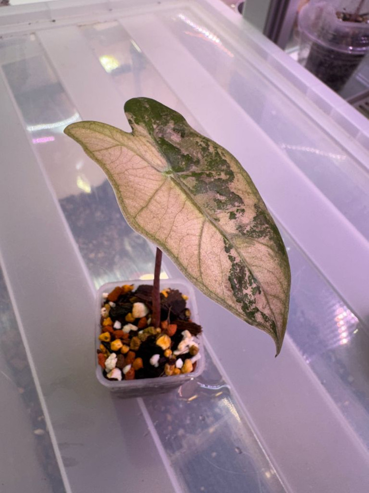 알로카시아 푸세이도 산데리아나 핑크 자구묘(8cm)--1