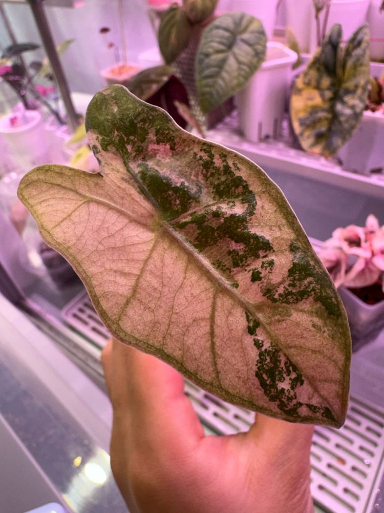 알로카시아 푸세이도 산데리아나 핑크 자구묘(8cm)--2