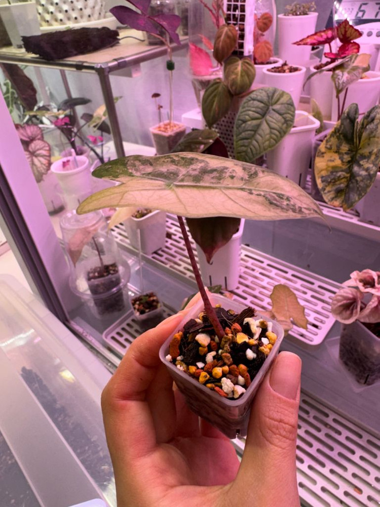 알로카시아 푸세이도 산데리아나 핑크 자구묘(8cm)--3