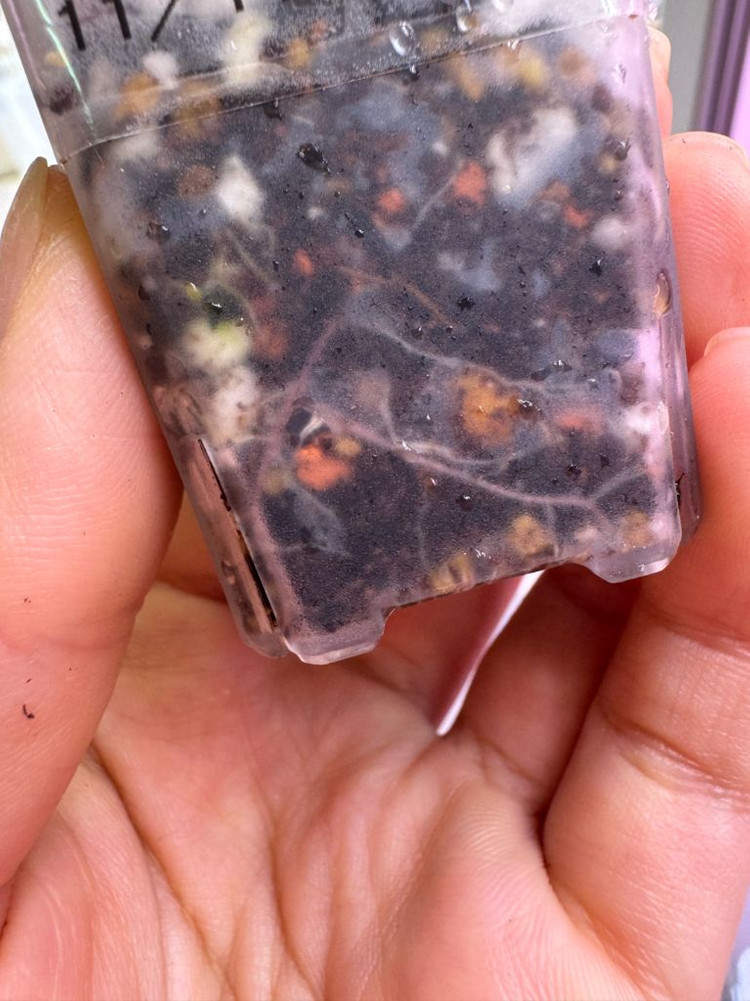 알로카시아 푸세이도 산데리아나 핑크 자구묘(8cm)--4