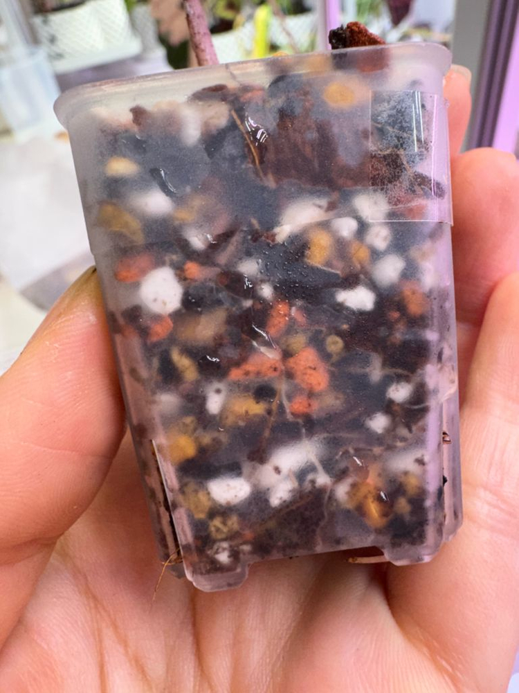 알로카시아 푸세이도 산데리아나 핑크 자구묘(8cm)--5