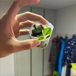 라피도포라 하이이 민트(몬스테라,안스리움 x)