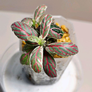 피토니아 베르샤펠티 바리에가타(사진수정)