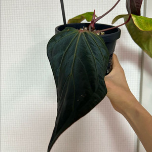 안스리움 도리토스 하이브리드