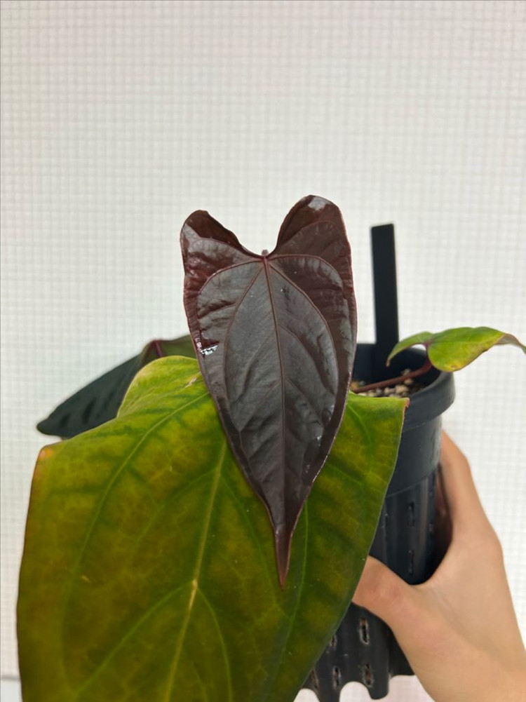 안스리움 도리토스 하이브리드--1