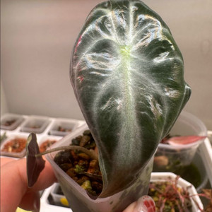 알로카시아 베놈