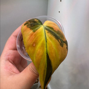 필로덴드론 핑크미칸 바리에가타