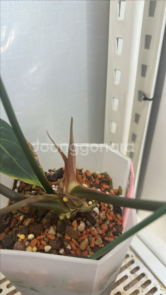 필로덴드론 핑크미칸 바리에가타--1