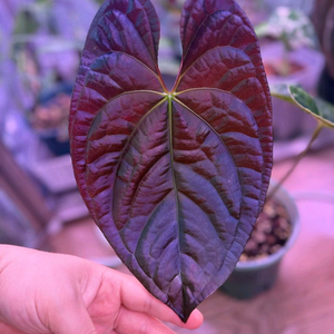 안스리움 럭셔리x파필05