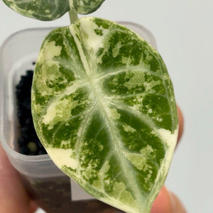 알로카시아 닌자 알보