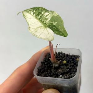 알로카시아 핑크 드래곤 알보