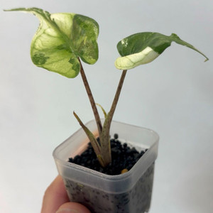 알로카시아 스팅레이 알보(자구묘)