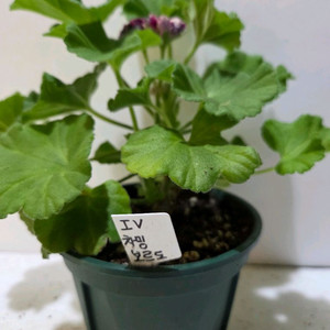 IV차밍보르도 러시아제라늄