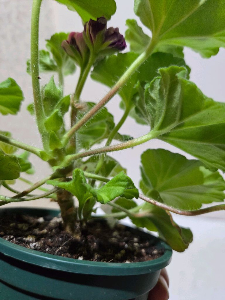 IV차밍보르도 러시아제라늄--1