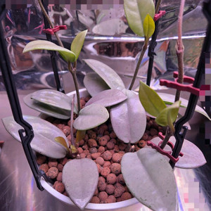 일산 직) 호야 윌버그레이브 풀실버 4뿌리