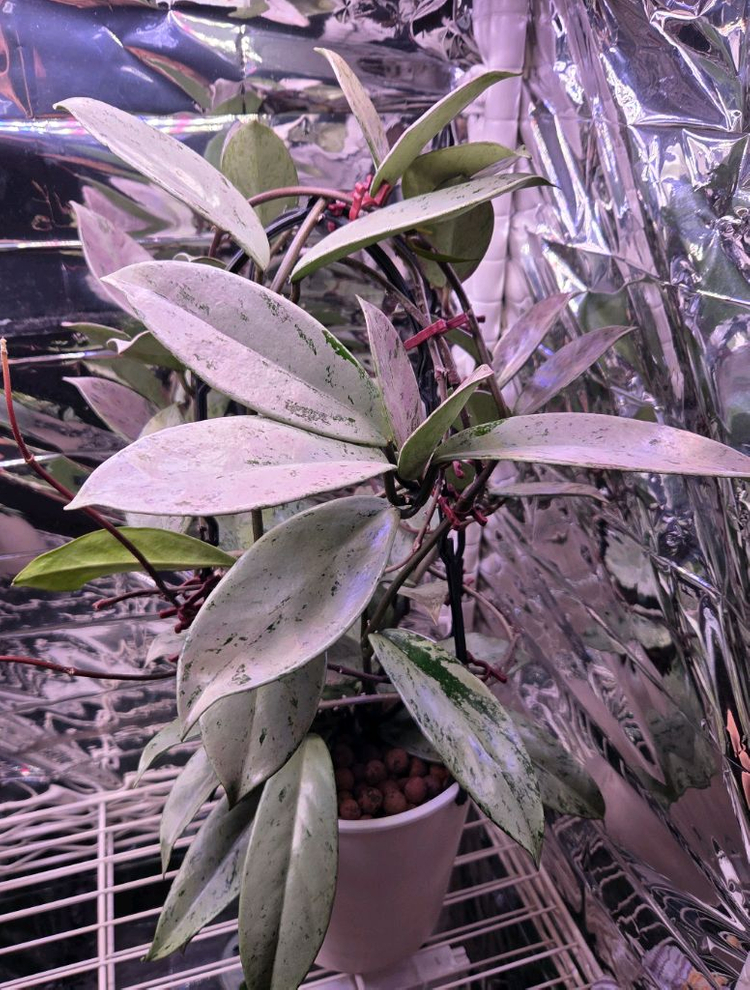 일산 직) 호야 푸비칼릭스 핑크 실버 고스트 대품--2