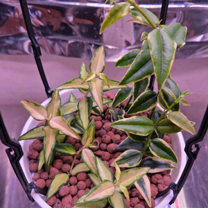 일산 직) 호야 벨라 루이부아 & 벨라 알보 마지나타 합식