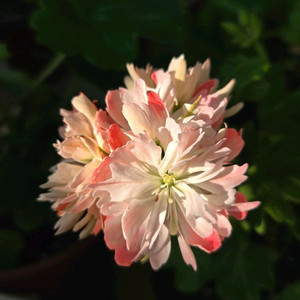 유지스마로쉬카 구합니다