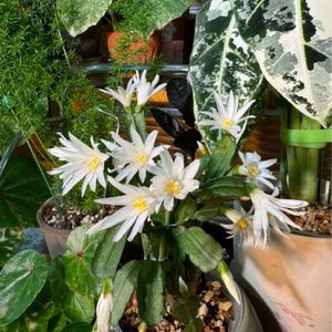 봄 원종 흰 게발선인장 (가재발x)