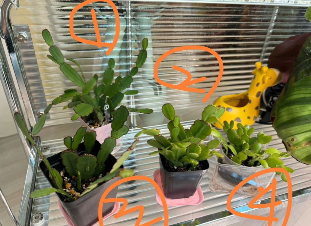 봄 원종 흰 게발선인장 (가재발x)--1