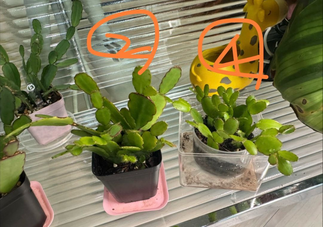 봄 원종 흰 게발선인장 (가재발x)--2