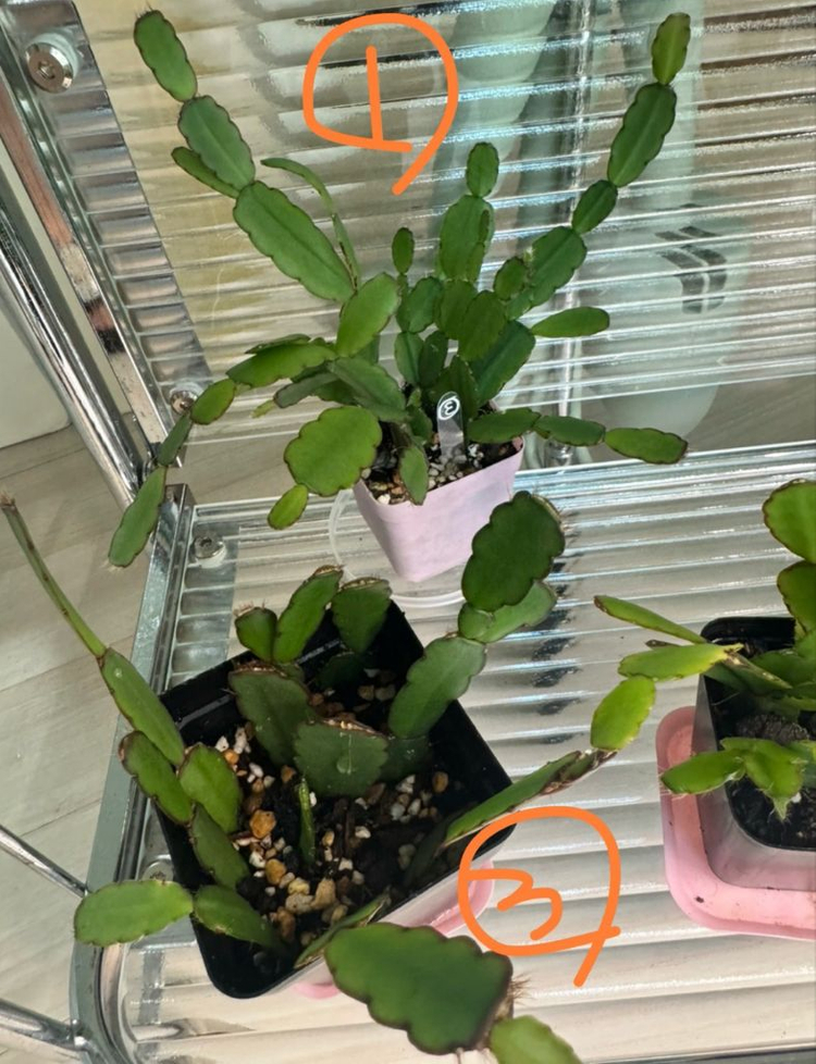 봄 원종 흰 게발선인장 (가재발x)--3