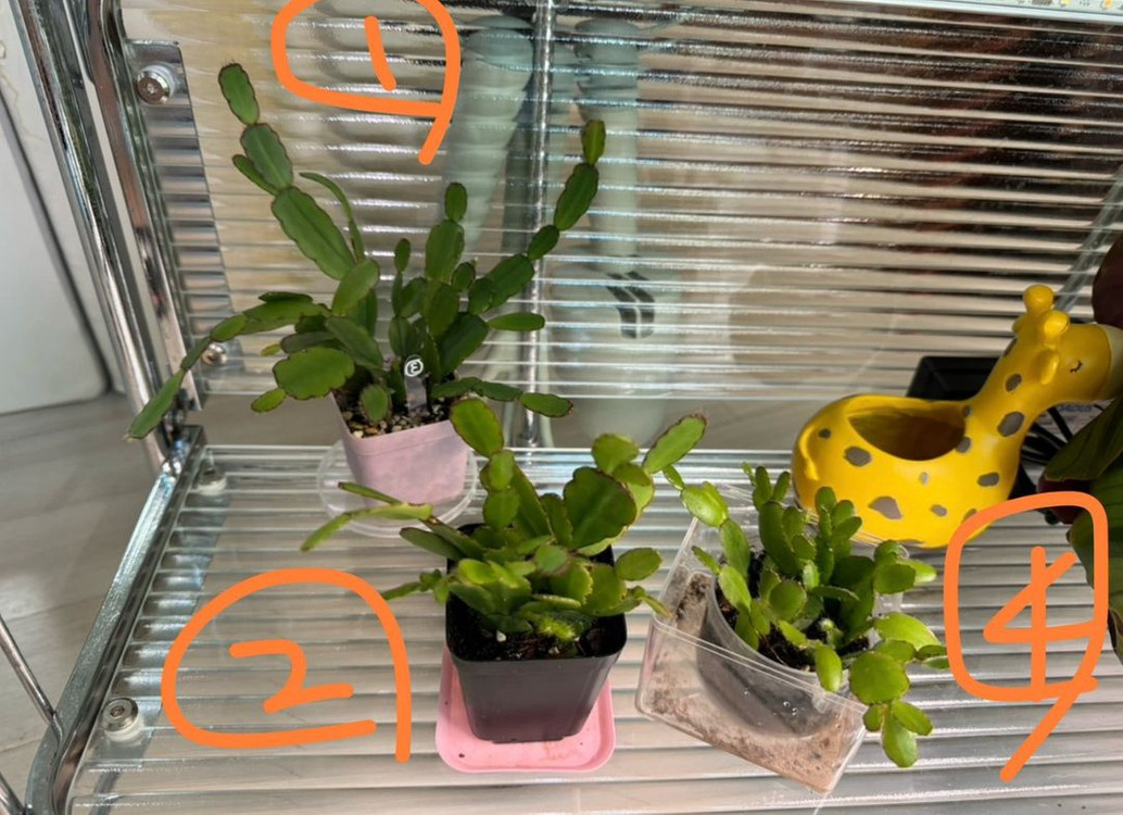 봄 원종 흰 게발선인장 (가재발x)--4