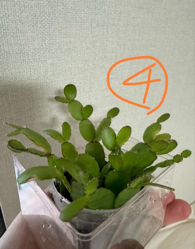 봄 원종 흰 게발선인장 (가재발x)--5