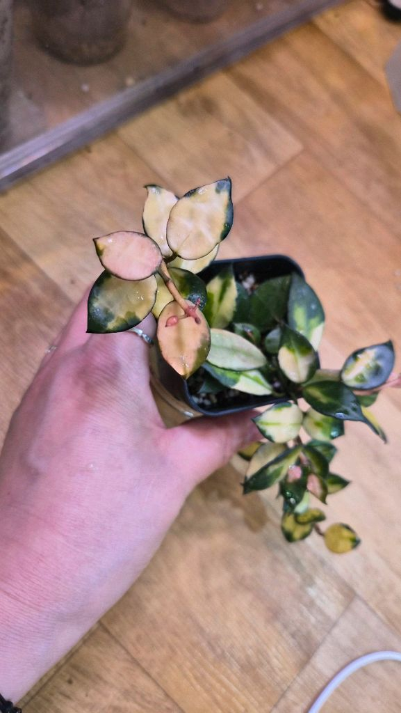 호야 라쿠노사미도리--2