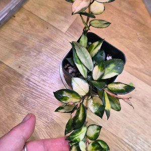 호야 라쿠노사미도리