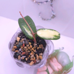 호야 아쿠타 바리에가타 #no1