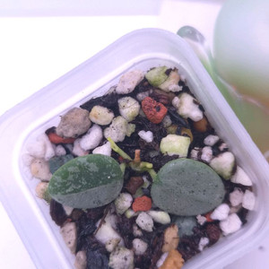 호야 서펜스실버 #쌍촉