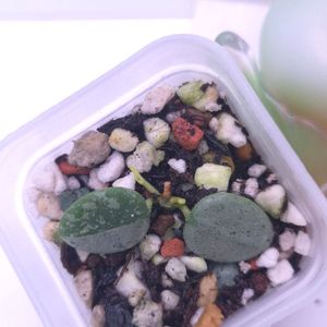 호야 서펜스실버 #쌍촉