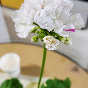 제라늄.좋을소풍