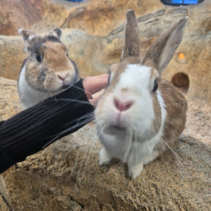 겔럭시 울트라 탭 울트라 11