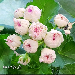 제라늄.대너리스(드네리스)