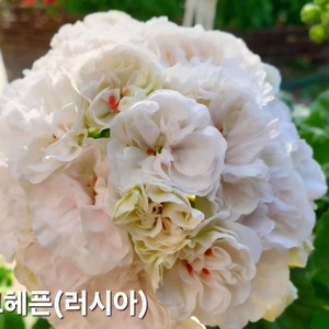 쉘크헤븐제라늄